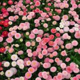 Katmerli Ponpon Colour İngiliz Çayır Papatyası Çiçeği Tohumu 100