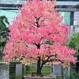 Katsura Bonzai Ağacı Tohumu 5 Tohum + Süpriz Hediye Bonsai Tohumu