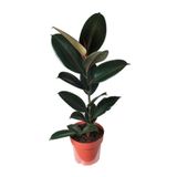 Kauçuk Bitkisi 50 60 Cm Ev Bitkisi Ofis Bitkisi Salon Bitkisi İç Mekan Bitki, SRD03022025BYB399