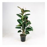 KAUÇUK BİTKİSİ (Ficus Elastica) 2 Gövdeli 80-100 Cm
