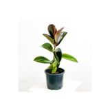 Kauçuk Bitkisi (Ficus Elastica) 50Cm