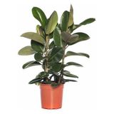 Kauçuk Bitkisi (Ficus Elastica)