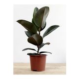 Kauçuk Bitkisi Yeni Açmış Yapraklı Gerçek Canlılık 20-45Cm Ficus Elastica, GDB22112024NA67