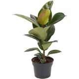 Kauçuk Çiçeği 1 Adet Saksılı 20-45cm Ficus Elastica Mini Boy Salon Çiçeği
