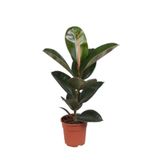 Kauçuk Çiçeği - Ficus Elastica Robusta Saksılı1 Adet 20-45Cm, SRD03022025BYB400