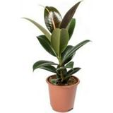 Kauçuk Çiçeği Ficus Elastica