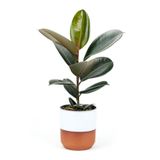 Kauçuk - Ficus Elastica Robusta Canlı Salon Bitkisi 20-45Cm, SRD03022025BYB401