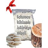 Kavak Ağacı Mantarı Tohumu Miseli 5kg Yeni Misel Istiridye Mantarı Rehber Hediyeli Kayın,kavak