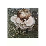 Kavak Mantarı Tohumu 1 Kg ( Ekim Yönergesi İle)