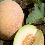 Kavun Tohumu Ananas 10 gr 1 Adet