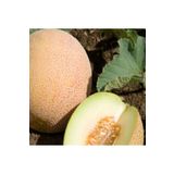 Kavun Tohumu Ananas 10 gr 5 Adet