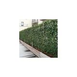 Kaya Sarmaşığı Fidanı 10-20 Cm