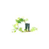 Kaya Sarmaşığı Fidanı Yeşil 10-20 Cm
