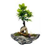 Kayık Serisi Ficus Gingseng Bonsai Tasarım