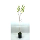 Kayısı (Şekerpare) Fidanı 2 Yaş (70-80 Cm), BTSM24