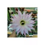 Kaynana Topuzu -Echinopsis- Çiçek Açar