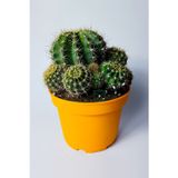Kaynana Topuzu Echinopsis Oxygona Büyük Boy 19 Cm Saksıda