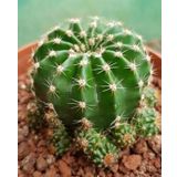 Kaynana Topuzu Kaktüs - Echinopsis Oxygona 9 Cm Saksıda