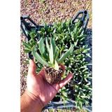 Kaz Ayağı Çiçeği Carpobrotus Acinaciformis Yer Örtücü Bitki