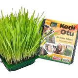 Kedi Çimi - Kedi Sindirim Sistemini Rahatlatıcı Sağlıklı Kedi Otu