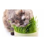 Kedi Çimi Tohumu 2000+tohum+saksı+toprak