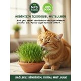 Kedi Çimi Tohumu - 500 Gram Kedi Çimi Tohumu
