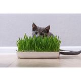 KEDİ ÇİMİ TOHUMU MİX 200GR