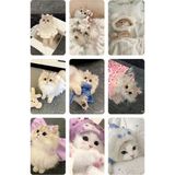 Kedi Fotokart Pvc Kaplı 9*6 cm 7 Adet Alındığında 2 Adet Hediye Gönderimi Yapılacaktır