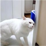 Kedi Kaşınma ve Taranma Aparatı Duvara Monte Edilebilir Kedi Kaşınma