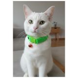 Kedi Kolyesi Tasma Ayarlanabilir Kolon Kordon Neon Yeşil Düz Sesli Zilli