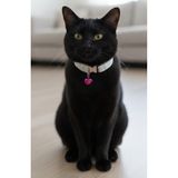 Kedi Kolyesi Tasma Ayarlanabilir Kolon Kordon Simli Gümüş Sesli Zilli