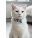Kedi Kolyesi Tasma Ayarlanabilir Kurdele Kolon Kordon Beyaz Mavi Sesli Zilli