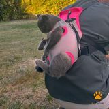 Kedi Köpek Ana Kucağı - Gri - Pembe - 2XS