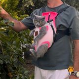 Kedi Köpek Ana Kucağı - Gri - Pembe - S