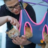 Kedi Köpek Bakım Hamağı+2 Li S Çelik Kanca - XS - İndigo