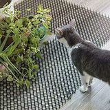 Kedi Kovucu Paspası, Dikenli Kazık Durdurucu Dikenli Şerit Kedi Hayvanı Dikenli Kovucu Engelleyici Paspası Açık Bahçe Bitkileri Çit Için, 13X49CM, Siyah