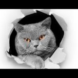 Kedi Model 2 Araba Oto Sticker Yapıştırma Renkli