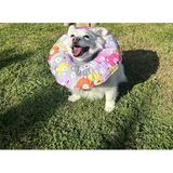 Kedi Ve Köpek Boyunluk-elizabeth Yakalık Operasyon Boyunluk-kedi Boyun Yastığı(AYICIKLAR) (M)