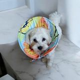 Kedi ve Köpek Koni Yakalığı ,elizabeth Yakalık, Ameliyat Sonrası Koruyucu Yakalık - XS - Sarı