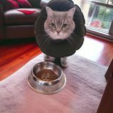 Kedi ve Köpek Yakalığı Elizabeth Yakalık, Ameliyat Sonrası Koruyucu Yakalık- Su Geçirmez Kumaş - Koyu Yeşil