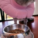 Kedi ve Köpek Yakalığı Elizabeth Yakalık, Ameliyat Sonrası Koruyucu Yakalık -Su Geçirmez Kumas - Somon - Pembe