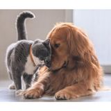 Kedi ve Köpekler Için Göz Temizleme Sol.