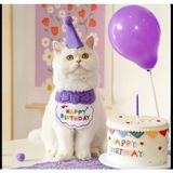 Kedi/köpek Doğum Günü Parti Kıyafeti/aksesuarı (Şapka ve Önlük) Evcil Hayvan Doğum Günü Sürprizi - 0 - Mor