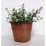 Kekik Fidanı Fidesi 10-20 Cm