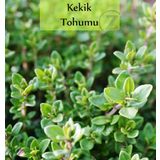 Kekik Tohumu 1 Paket ( 500 + Adet )