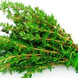 Kekik Tohumu Aromatik Dağ Kekiği tohumu 20 Tohum+Saksı+Toprak+Hed