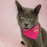 Kemique Cherry Kedi Bandana, Fular, Kedi Kıyafeti Kedi Elbisesi, Kedi Tasması