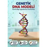 Kendin Yap 3 Boyutlu 72 Parça Dna Model Yapma Eğitici Öğretici Proje Ve Deney Yapım Setleri
