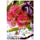 Kene Çiçeği (ricinus Communis) Çiçek Tohumu 5 Adet