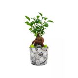 Kengai Ficus Gingseng Bonsai & Granit Desenli Seramik Saksıda Bitki Tasarımı Canli Saksi Cicekleri